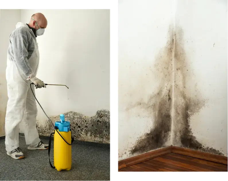 mould removal