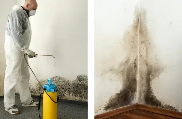 mould removal